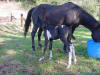 Lea & 2009 filly by Amigos Cody Bar