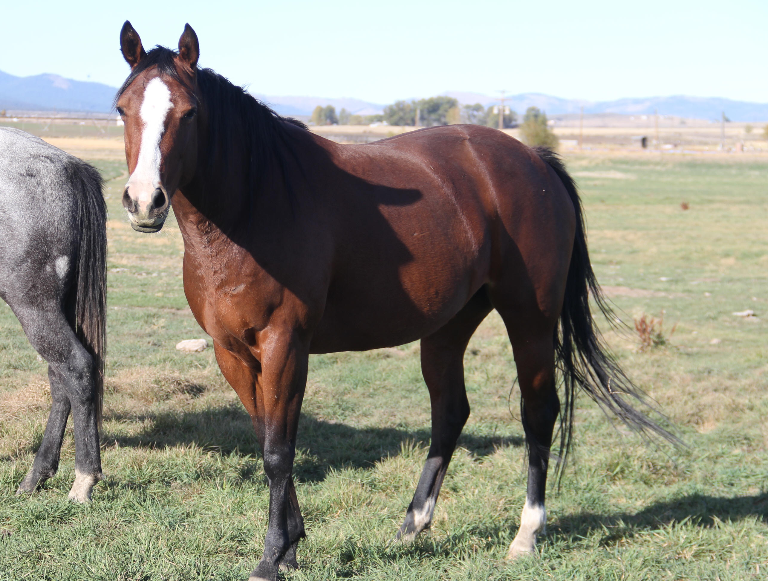 Quarter Horses & Paints For Sale