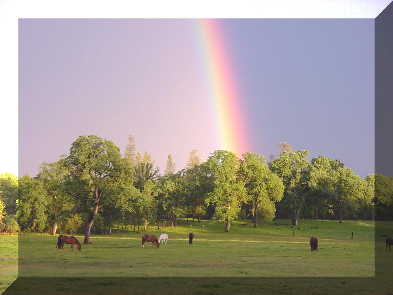 At the end of the rainbow - is the Flying H Ranch