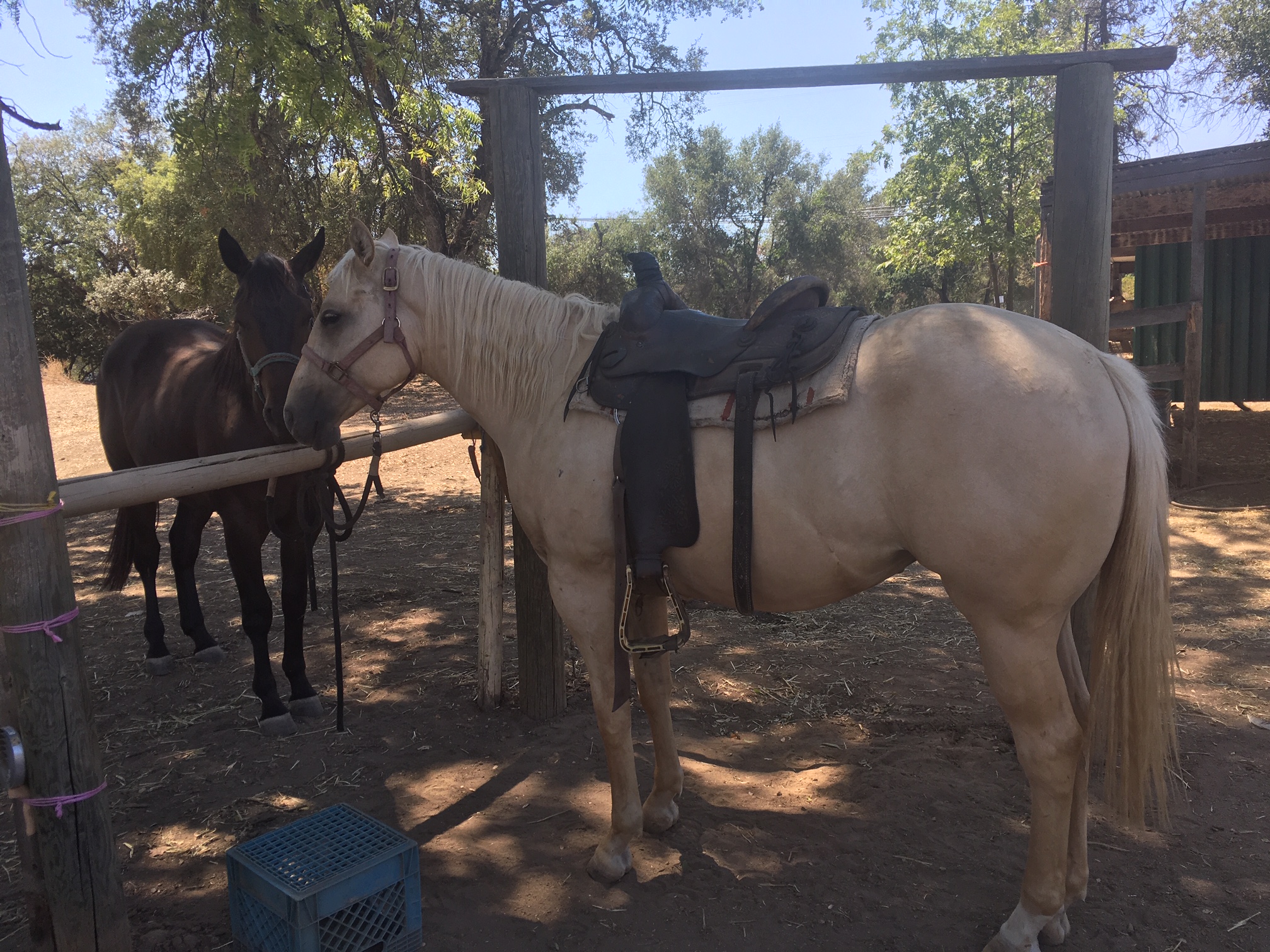 Quarter Horses & Paints For Sale